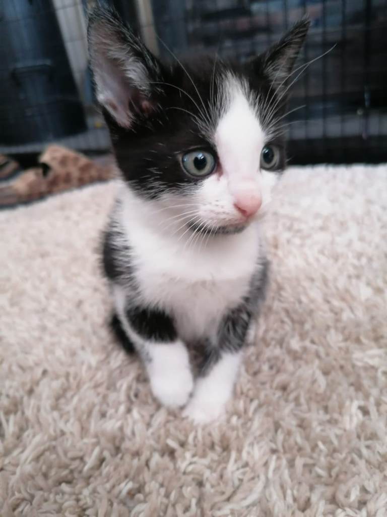 black and white boy kitten
