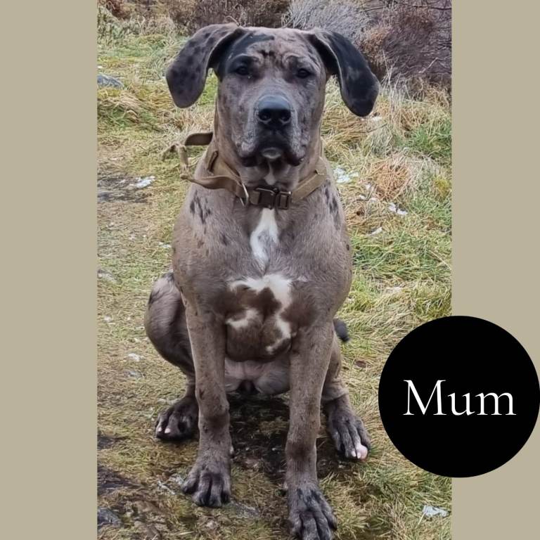 Chunky Silver Daniff Pups-Exceptional Temperament