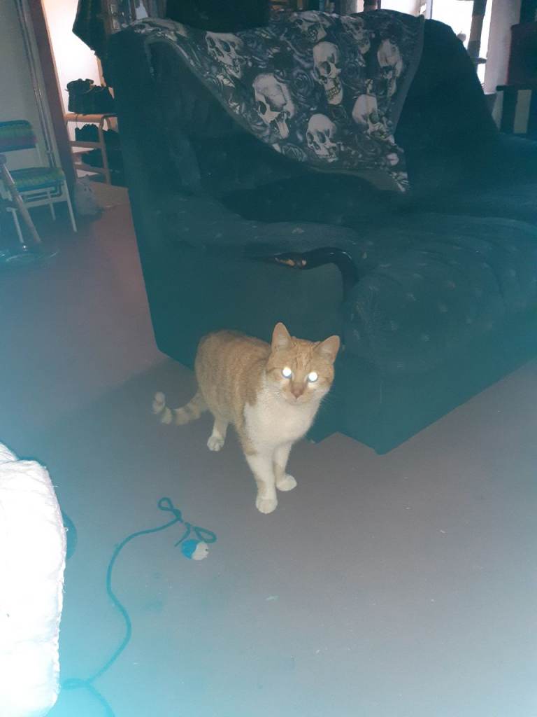 reluctant sale = two rare 9 month old kittens 