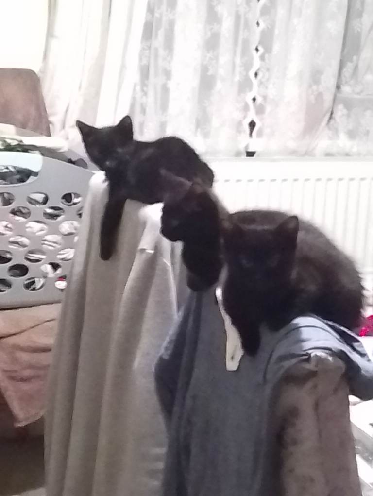 kittens for sale 