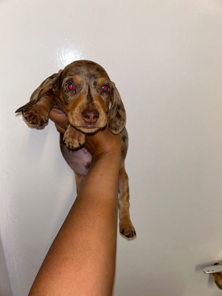 Miniature dachshund puppies ready now