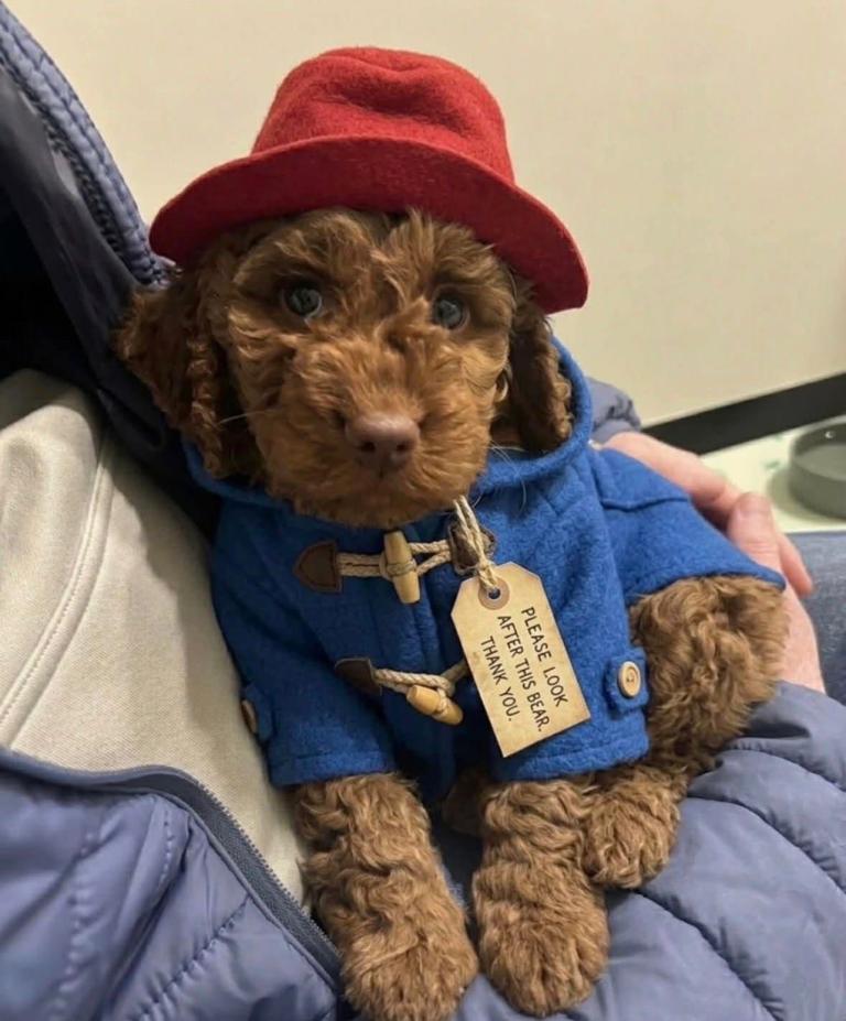 Beautiful Female Red Nose Poodle – Toffee – 13 Months Old