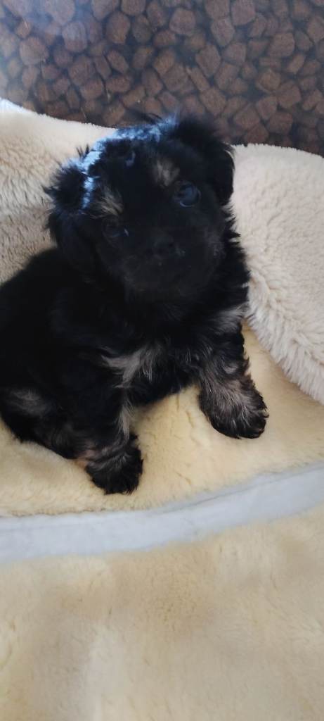 Yorkshire terrier cross chihuahua 