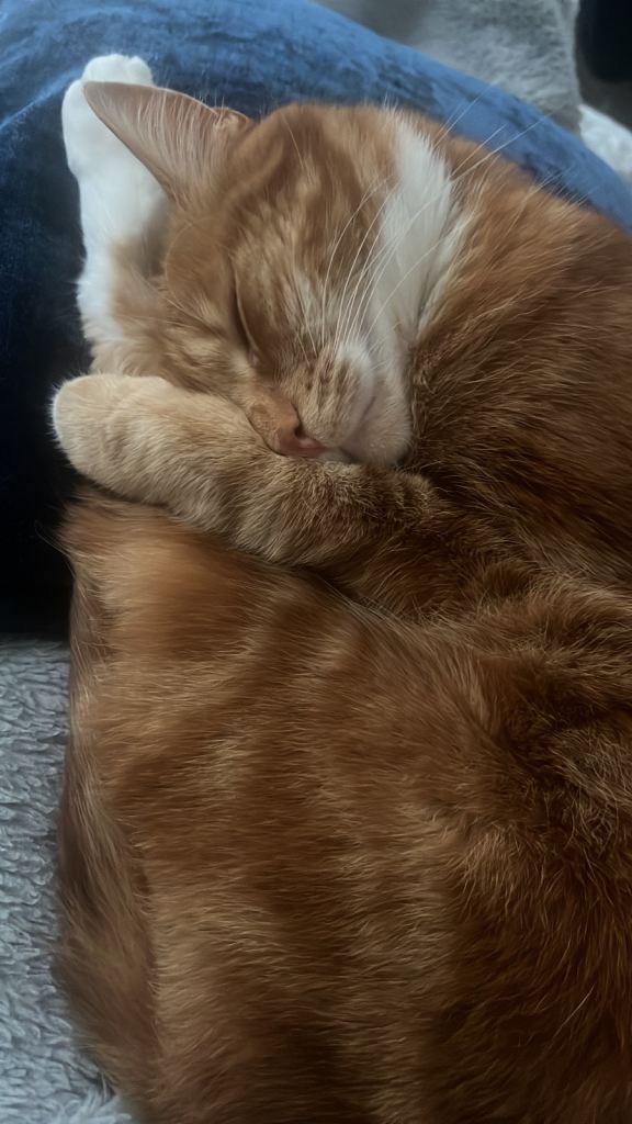 Gorgeous Ginger Playful Owner Cat Looking for a Loving Home. 