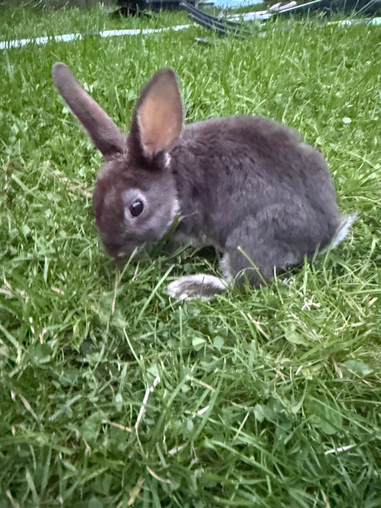Baby rabbits
