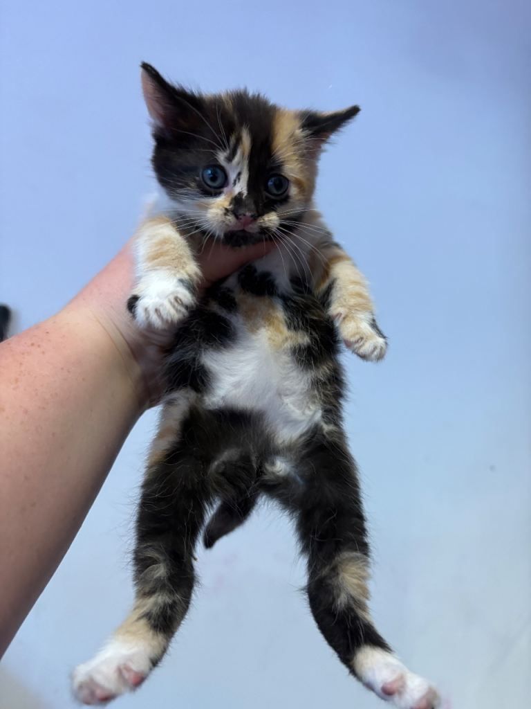 Kittens ready to find forever home 