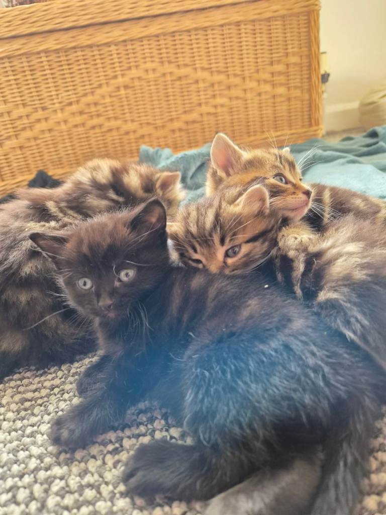 Last of her litter,girl kitten 