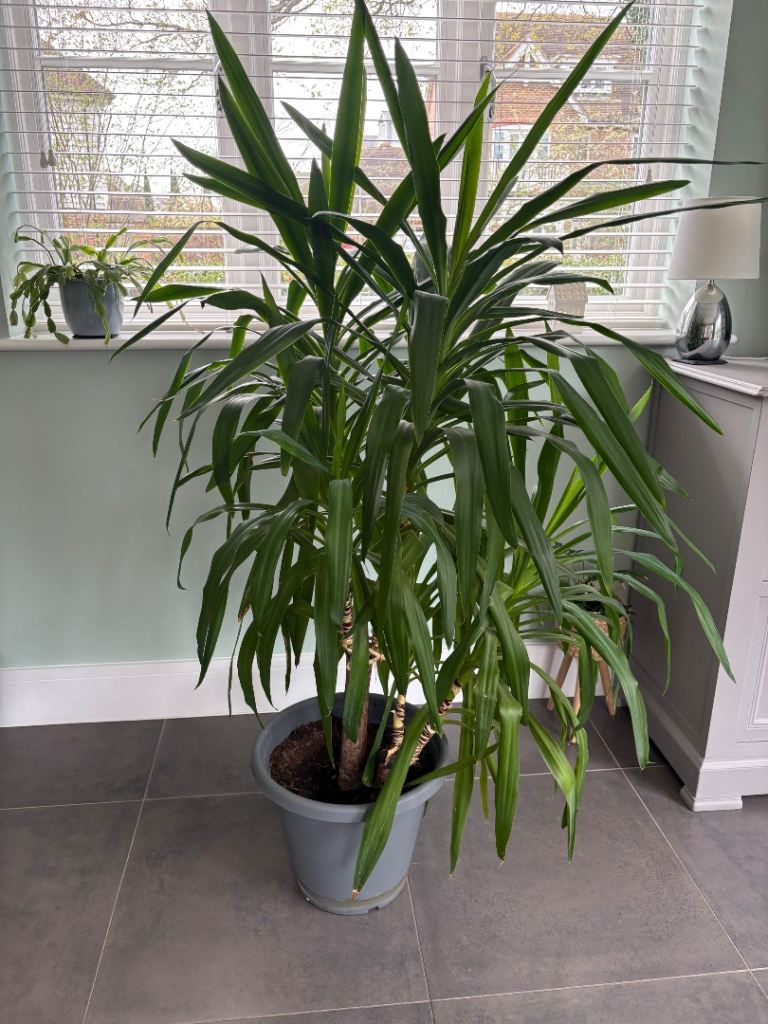 Beautiful, healthy Yucca plant, complete with pot. 