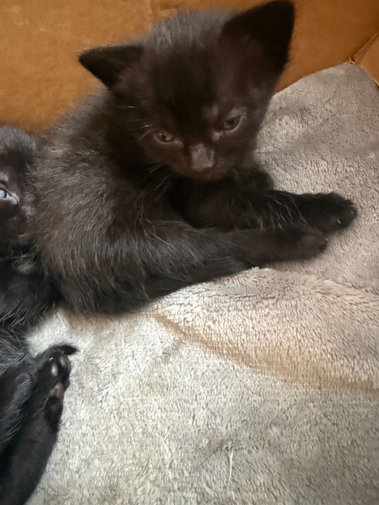 🐾❤️ONLY girl left  ❤️ Beautiful BSH  Kittens Looking for Their Forever Homes 🐾 From £100 