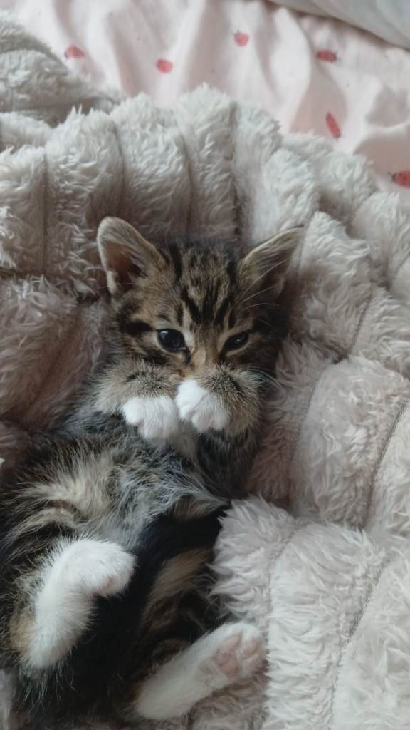 7 week old kittens 