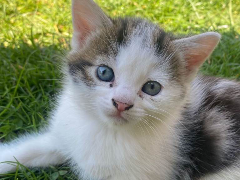 Kittens For Sale