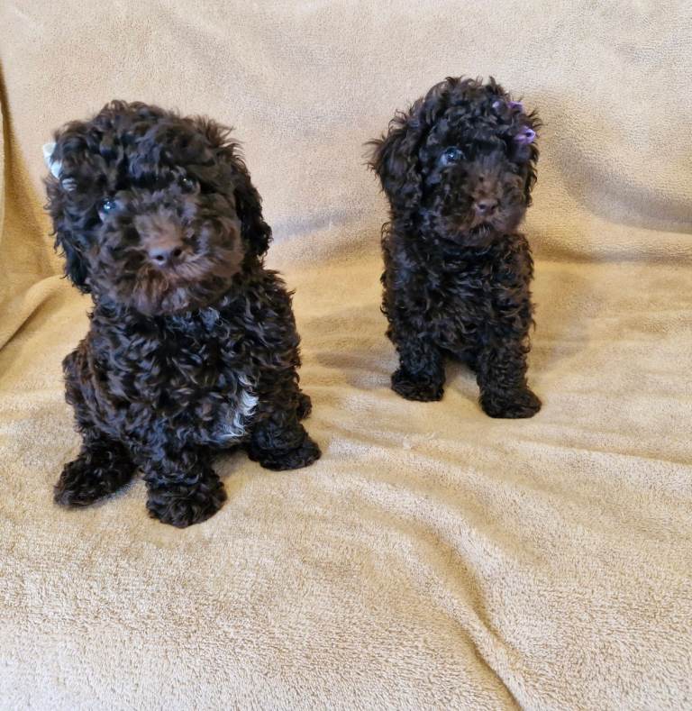 Miniature poodle 