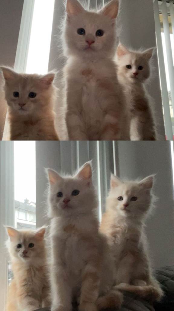 Maine-coon kittens x3