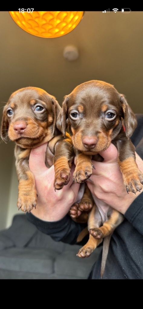 Beautiful miniature dachshund pups