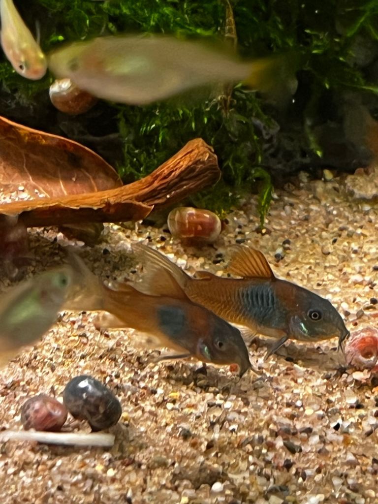 Tropical fish