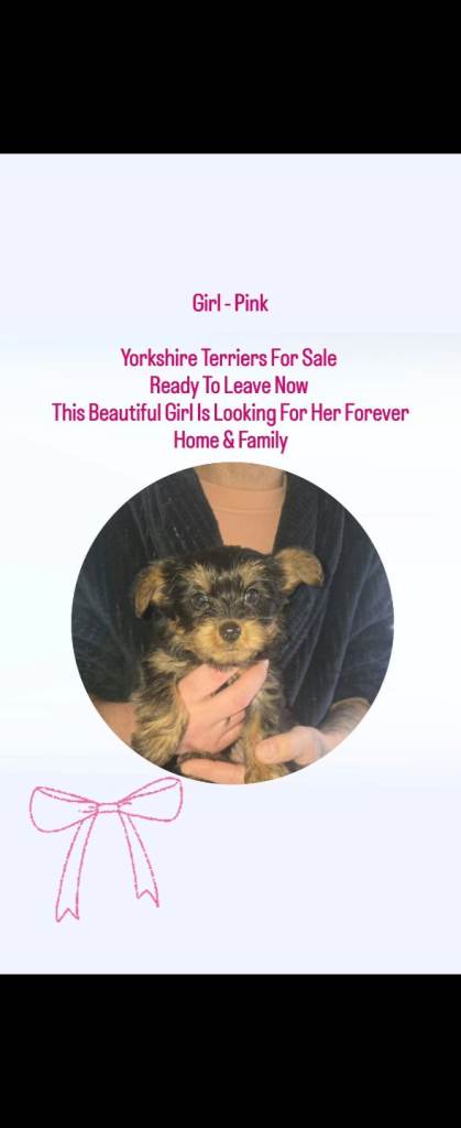 Yorkshire Terriers For Sale Full Breed Yorkies