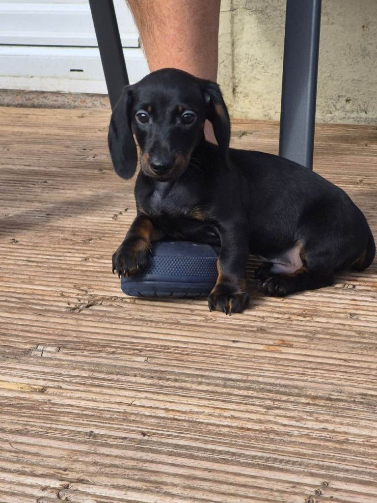 Dachshund puppy 