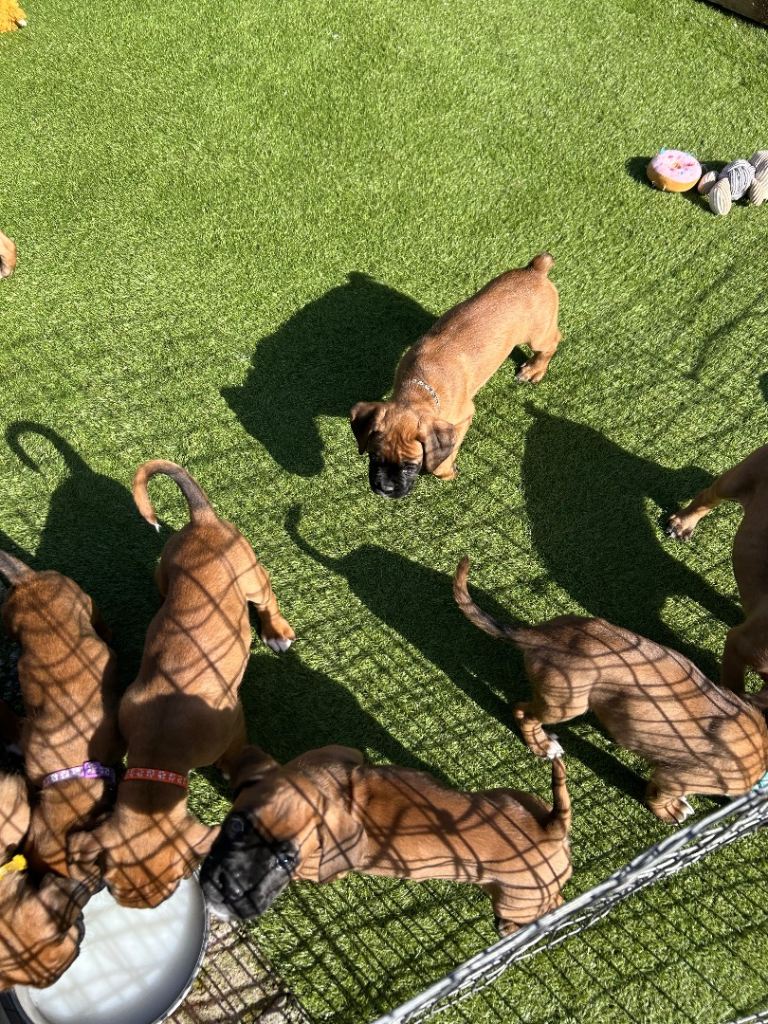 Kc boxer pups last girl available 