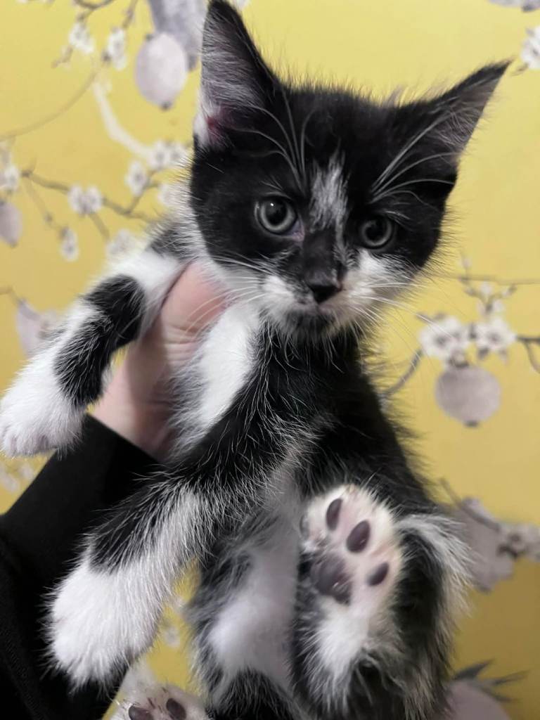 8 week old kitten...ready to go.........Only male left now