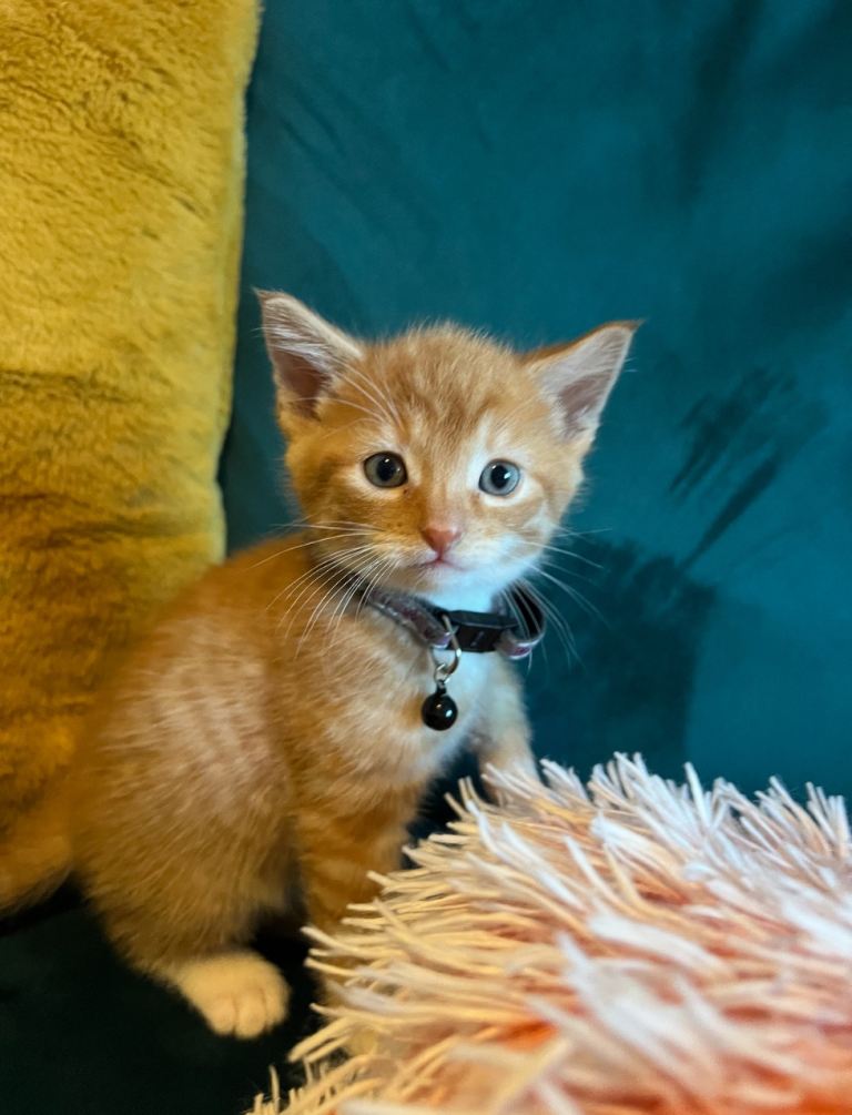 Selling 3 male kittens (Ready Go)