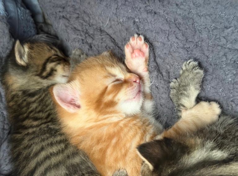 Gorgeous Bengal cross kittens 8 weeks old 1 stripy girl & boy left