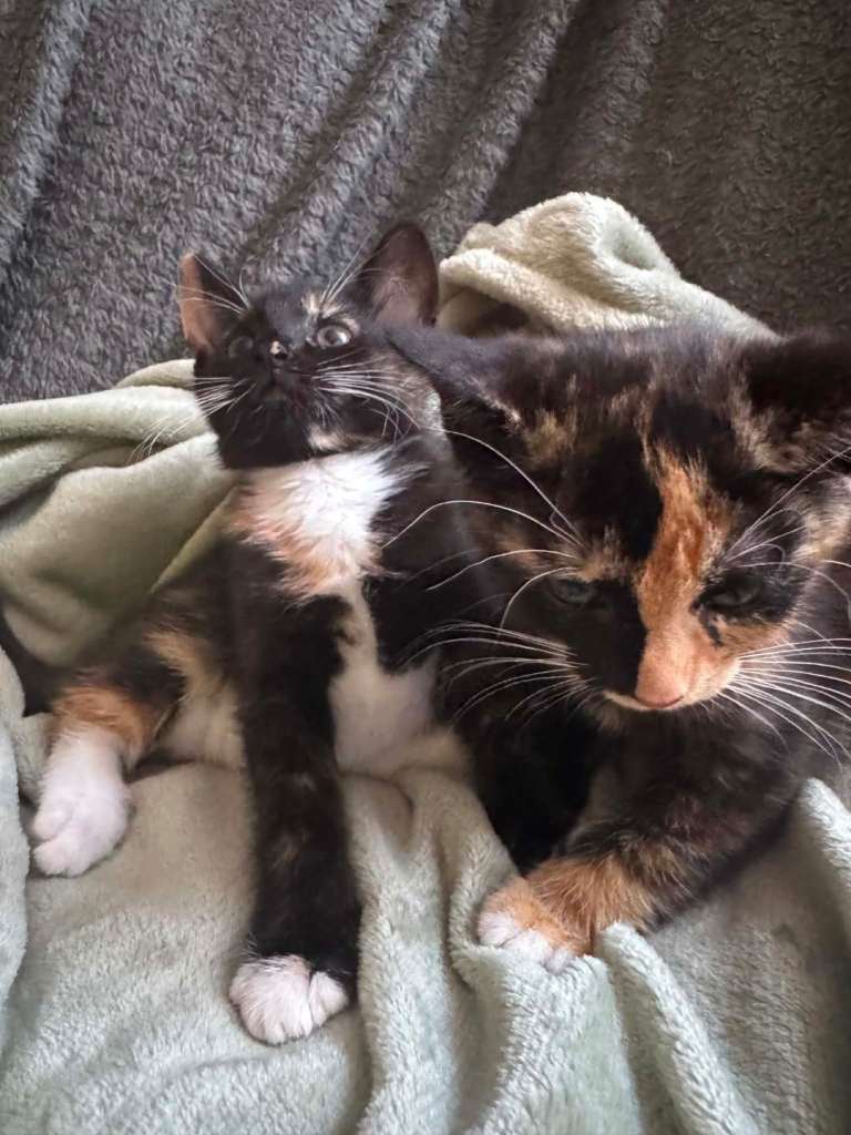 2 beautiful kitten 