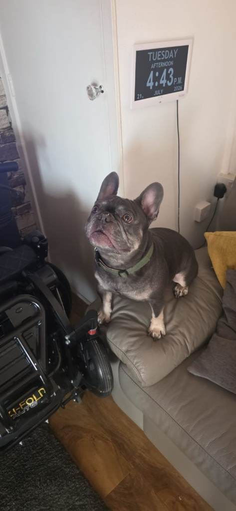 2 year old frency 