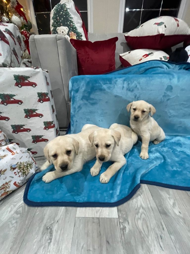 Labrador puppies