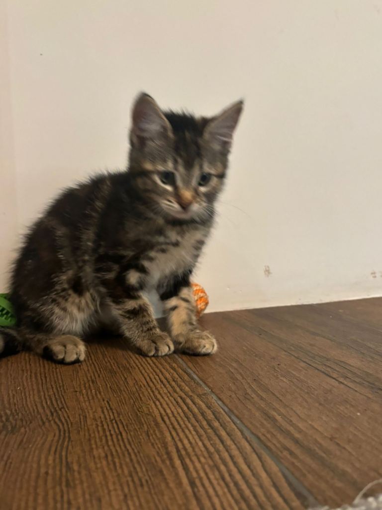 kittens ready for good homes 