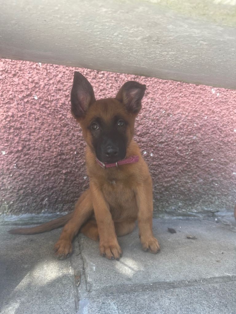 FEMALE BELGIUM MALIONIS 