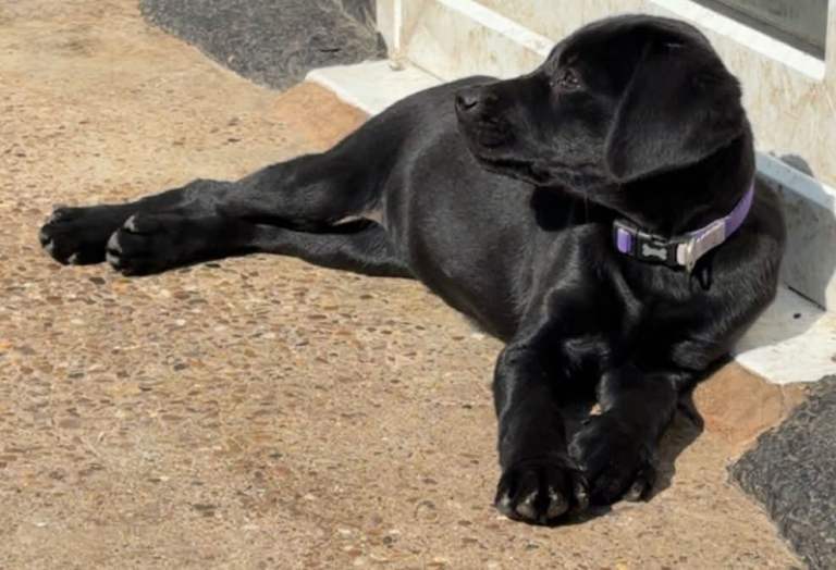 Kc black female labrador 