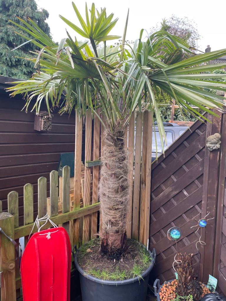 Palm trees