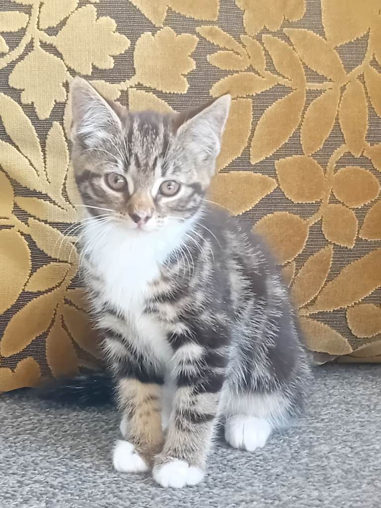 Kittens 