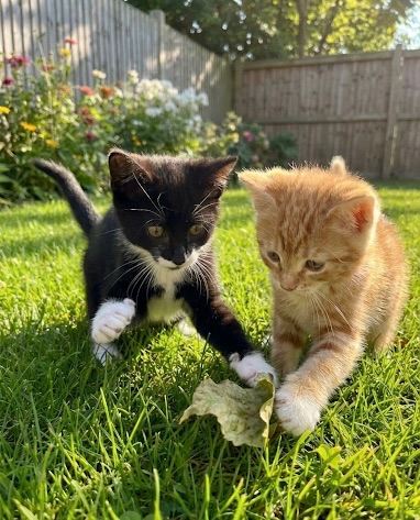 Siberian kittens 9 weeks old