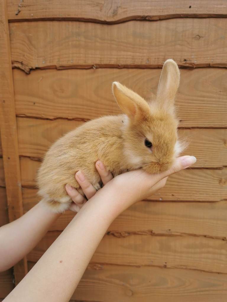 Rabbit 