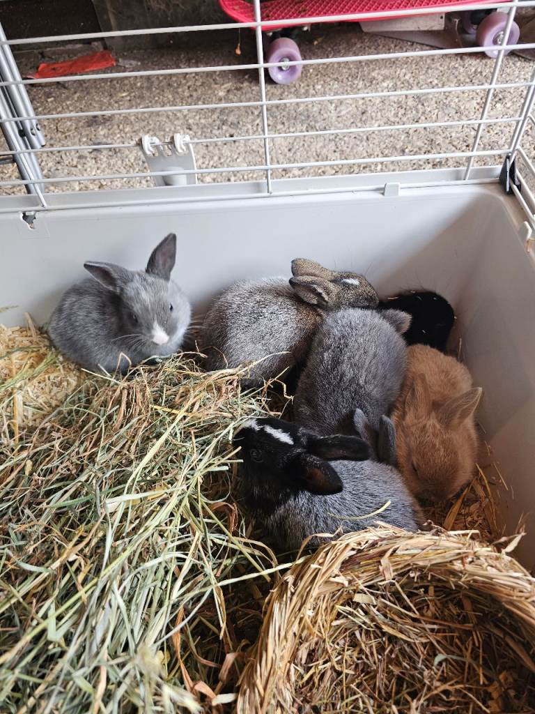 Baby Bunny