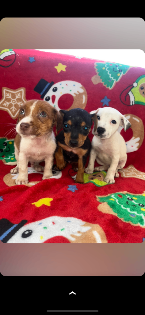 Jack Russell puppies 