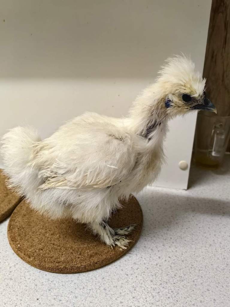 14 weeks old hens for sale in Cambridge