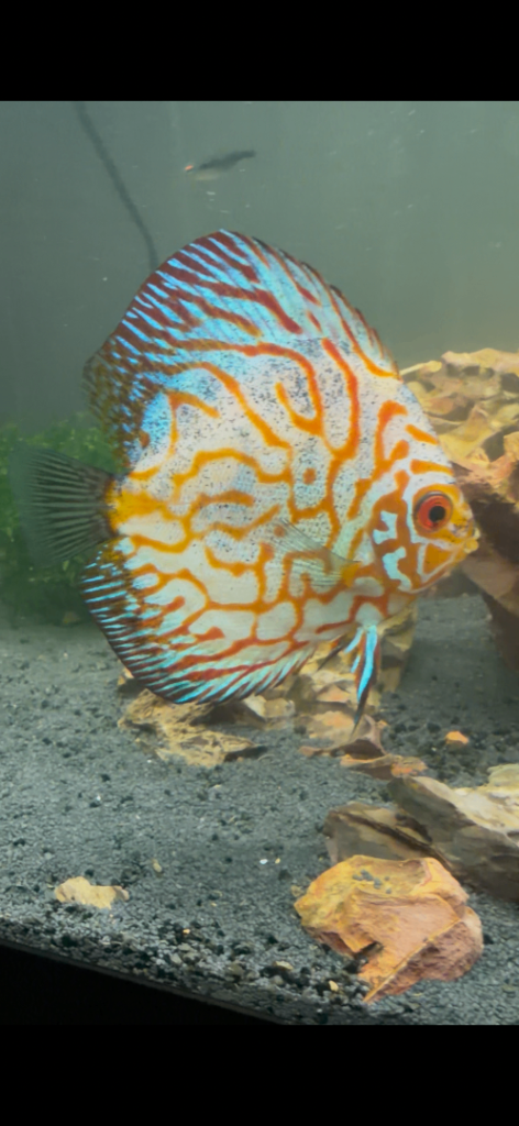 Discus fish
