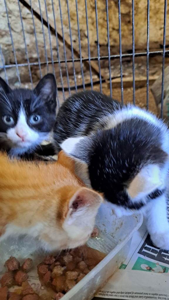 Lovely farm kittens ready now