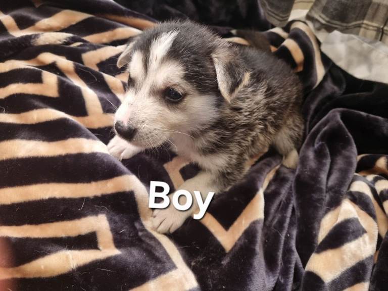 Shepsky pups forsale 