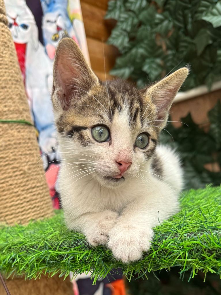 MALE KITTEN READY NOW 