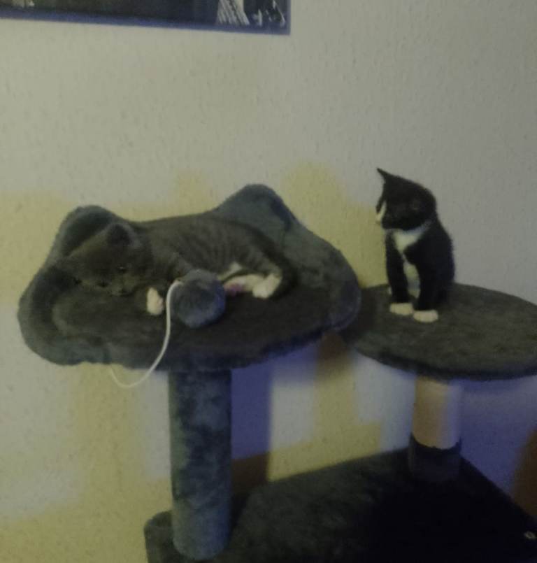 2 male kittens for sale mum is bsh cross father is bengal 8 weeks old