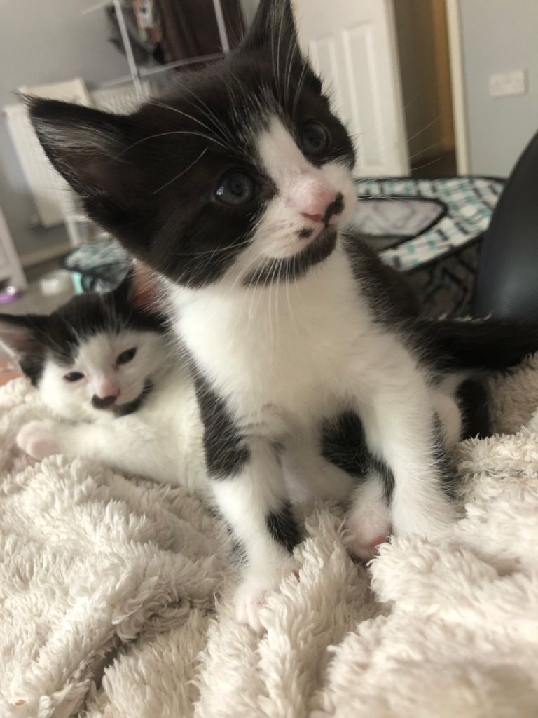 1 male kitten and 2 female kittens 