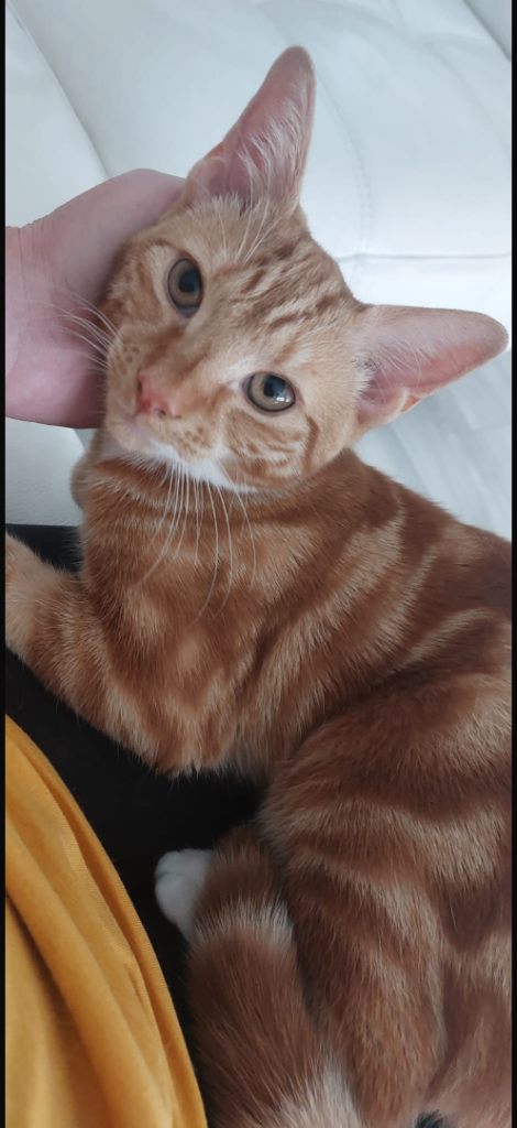 Ginger Tabby Cat Looking for a New Home