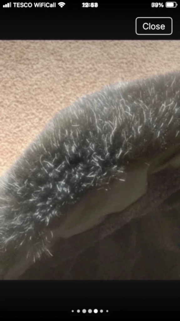 Kings will dream winter coat