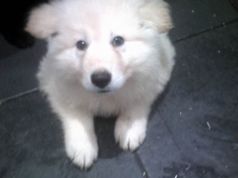 Beautiful / White German Shepherd Male £700 / Black & Tan Female £600