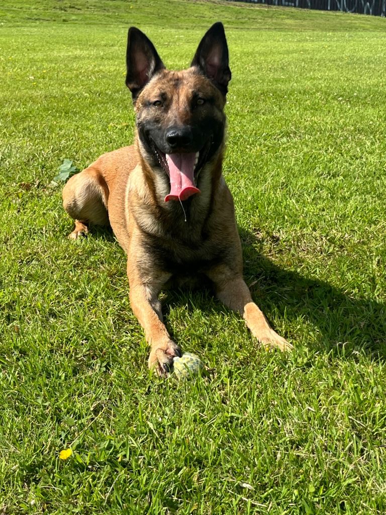 Cane Corso × Belgian Malinois 9 weeks old, ready to leave now, only 3 left  