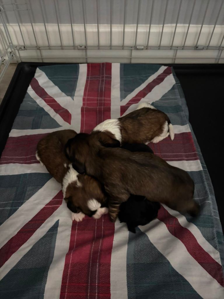 Shih Tzu x Maltese pups 