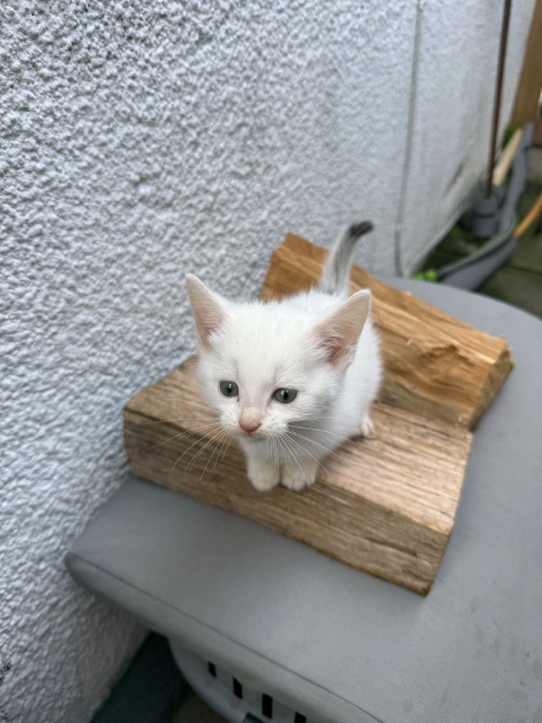 3 beautiful female kittens for sale